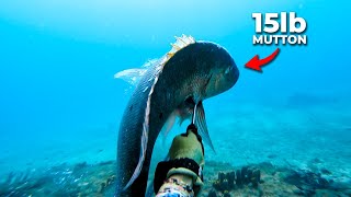 The BIGGEST Mutton Snapper I've EVER Seen... (Spearfishing St. Lucia)