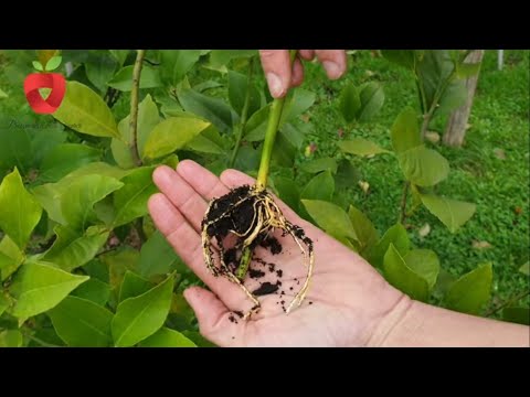 Video: Kako razmnožujete Viburnum Tinus?