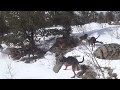 BOBCAT HUNTING WITH HOUNDS IN THE COLORADO ROCKIES #6