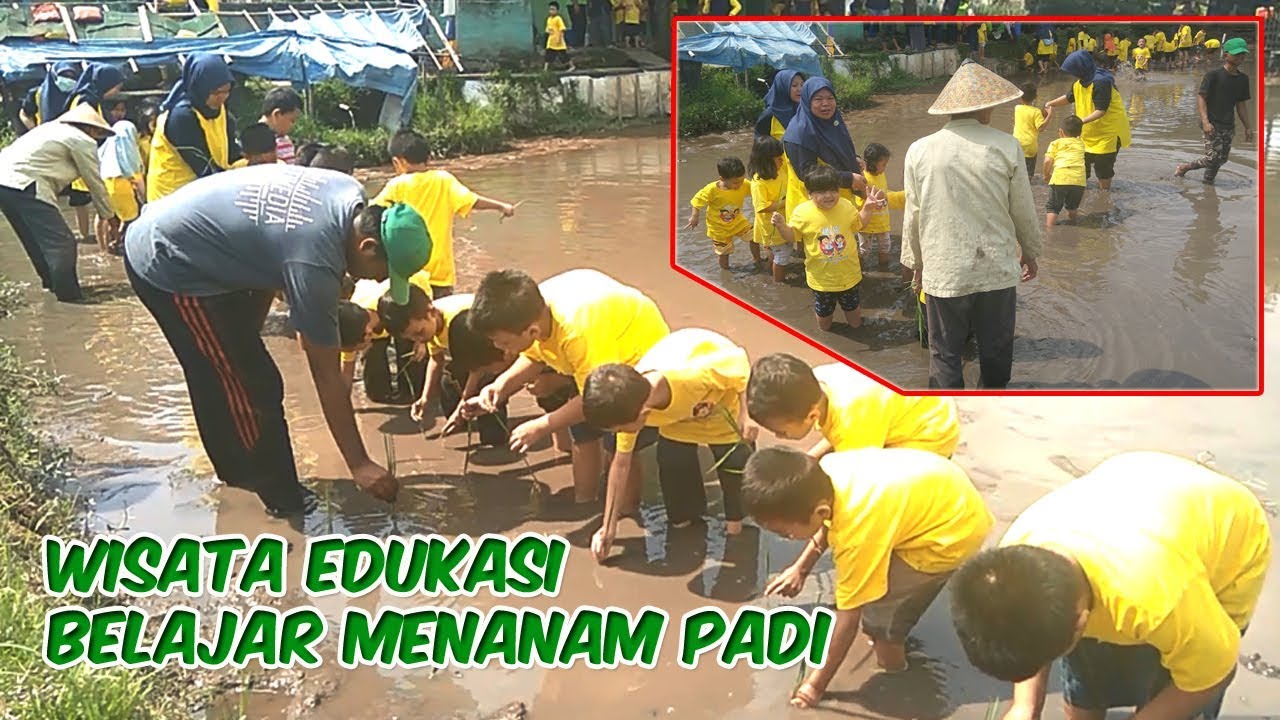 Wisata Edukasi Ketika Anak TK Belajar Menanam Padi di