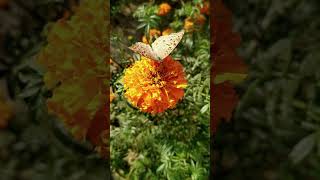 O Significado Espiritual das Borboletas #conexãoespiritual #espiritualidade #espiritualismo O Significado Espiritual das Borboletas #conexãoespiritual #espiritualidade #espiritualismo