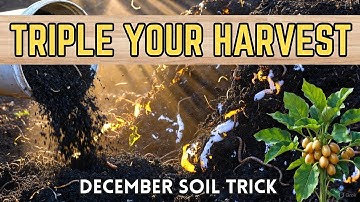 Stop Using Manure! This December Soil Trick Will Triple Your Harvest Naturally