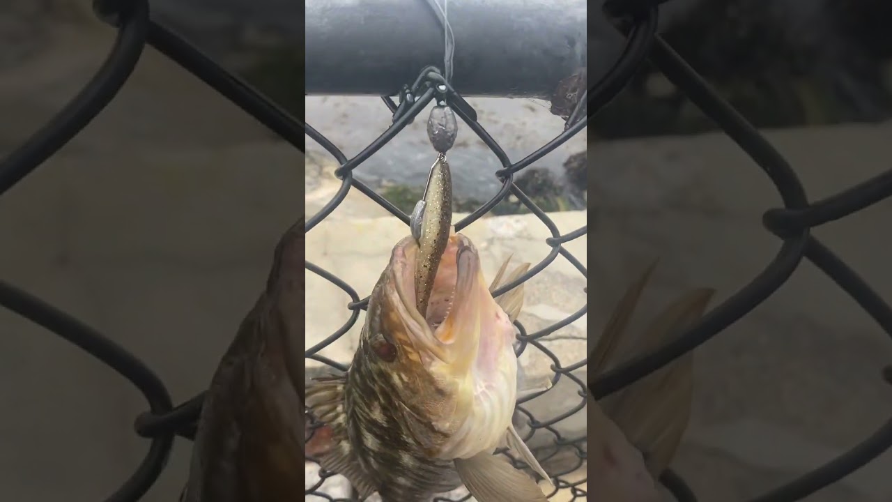 Two decent calicos that morning on some keitechs over at the coast guard pier