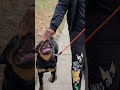 Young Rottie's 1st Focused Heel. No choke, Prong or E-Collar. Holistic Dog Training. Force Free #dog