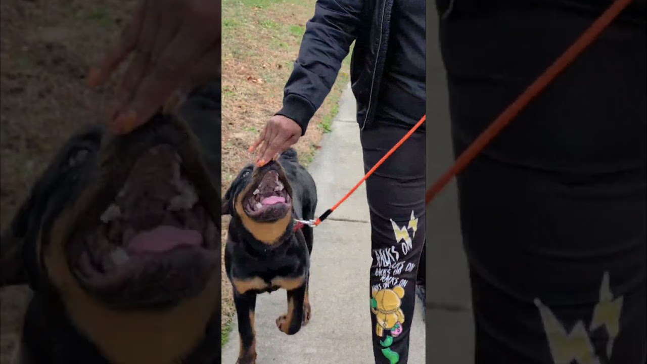 Ver Young Rottie's 1st Focused Heel. No choke, Prong or E-Collar. Holistic Dog Training. Force Free #dog no YouTube Ver Young Rottie's 1st Focused Heel. No choke, Prong or E-Collar. Holistic Dog Training. Force Free #dog no YouTube