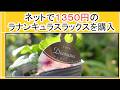 再*園様 34☘️一年管理☘️激レア☘️小輪⭐️超スーパー多弁⭐️ラナンキュラス ガーデニング Vlog】1350円のラナンキュラスラックスをネットで購入