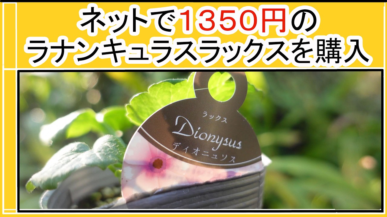 ガーデニング Vlog】1350円のラナンキュラスラックスをネットで購入
