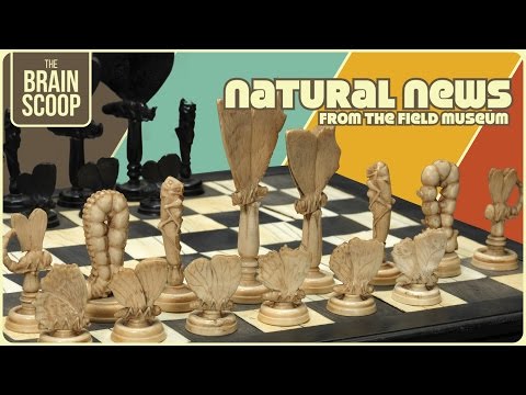 Video: Chess Museums: địa chỉ và đánh giá