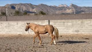 Wild Mustang “Tracker” - Day 1 (Welcome Home!)