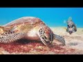 Bonaire teaser  wow the nature film