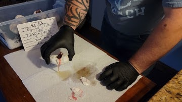 Cutting Ball Python Egg Clutch #4 of 2021