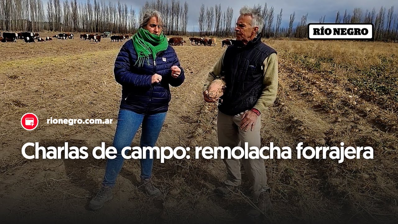 Charlas de campo: remolacha forrajera