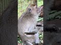 Rescued monkey makes a friend!