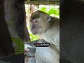 Rescued monkey makes a friend!
