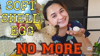 Shoft-shell EGGS NO MORE! / A REMEDY for a shell-less chicken EGGS (ENGLISH SUBS)