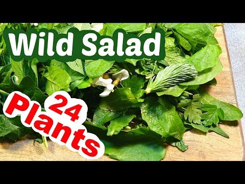 Video: Wild Bawang At Nettle Salad