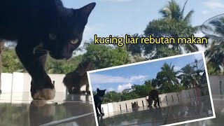 KUCING LIAR REBUTAN MAKANAN