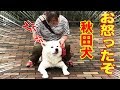 怒ったぞー！秋田犬そうすけ君・拒否犬.秘技文鎮の牙Walk refusal