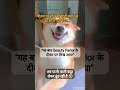 dogesh Bhai meme/ #funny / #labrador /#dogeshbhai /#motivation /#memeteam/#memes/#bike/#funnymemes