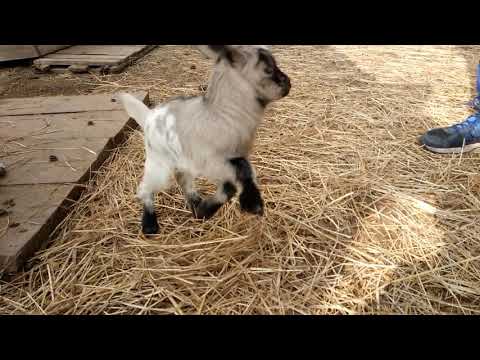 Video: Existujú miniatúrne trpasličí kozy?