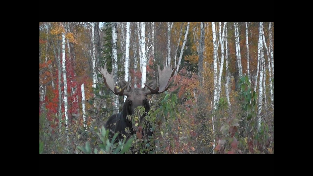 MOOSE HUNTING 2010 Archery Season Atikokan Ontario Sept 2010 YouTube