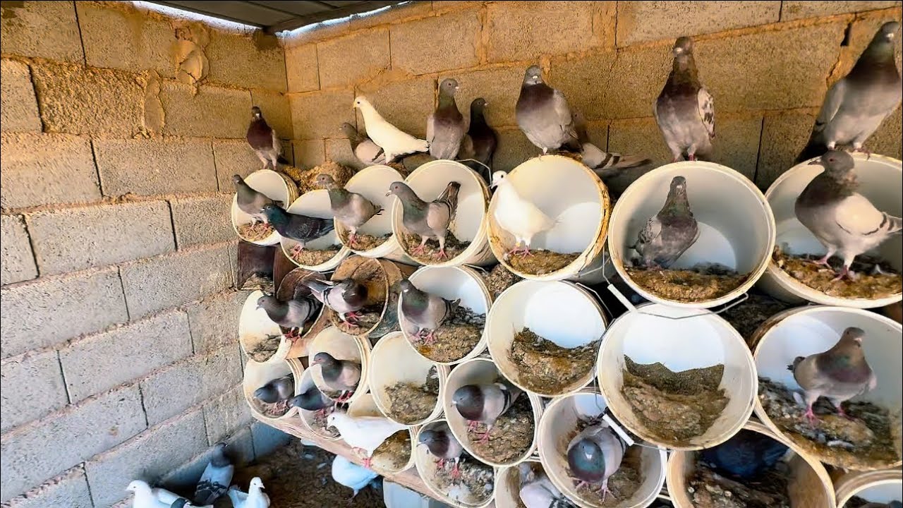 نشيك على حمام السلفر 🕊️🕊️. والطلي مضيع امه 😂😂😂