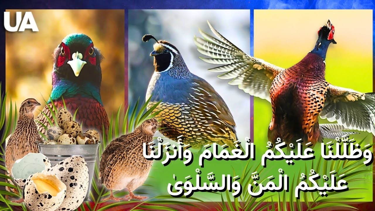 لحم ناعم من السماء... وأرباح على الأرض: تربية السمان والتدرج في أوكرانيا