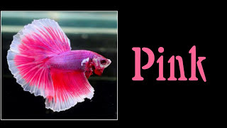 All 12 Colors of Betta Fish are Shown in This Video | Select Your Most Favourite Colour