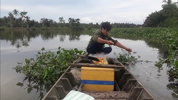 @bao lưới cá trong đám cỏ lục bình ngoài con sông đụng bầy cá dồ đém | #thachvantam