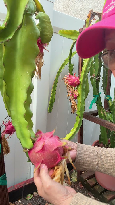 Will Dragon Fruit Taste Different After Rain? #rain #flavor #shorts