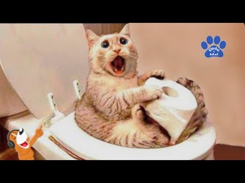 Gatos engraçados tente não rir video de gatos #gatosfalando #gatinhose