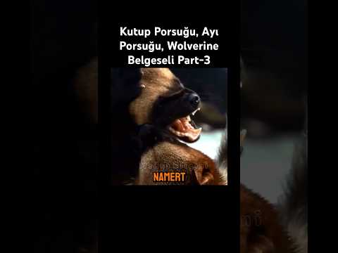 Ayı Porsuğu, Kutup Porsuğu, Wolverine Belgeseli Part-3 #medyabilgini #wolverine #balporsuğu