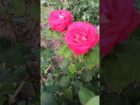 Video: Hybrid tea rose Monica