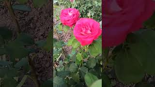 blooming of the hybrid tea rose Monica Bellucci# Чайно - гібридна троянда Моніка Беллуччі