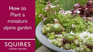 How To Plant a Miniature Alpine Garden