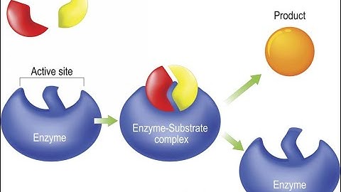 Micro Lab 8: Biochemical Differential Tests- Nutrient Utilization, Combination Differential Media