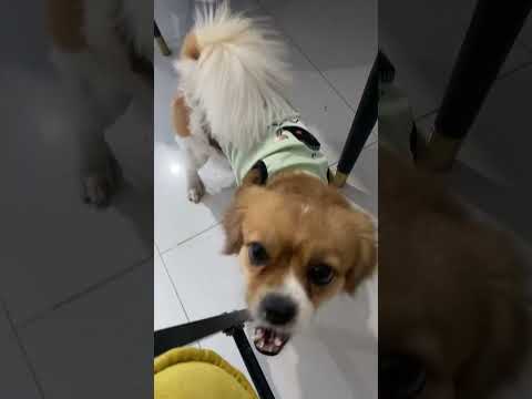 Full Video Below Feed Shorts Doglover Puppy Love Pets Kokoni Bestfeed Cutedog