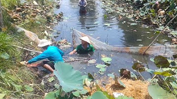 bắt cá hay/bắt cá lóc/bắt cá rô/Vietnamese fish catch