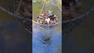 🦞 Pesca cangrejos de rio xxl 🦞