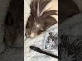 カメラに映る姿と飼い主から見えるモルモット