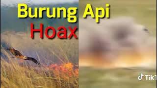 Burung Api HOAX