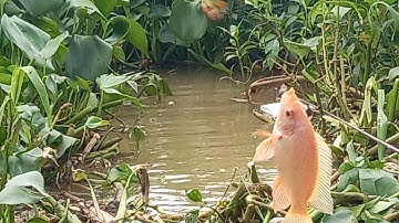 Dịch đừng lo hết tiền đi câu cá rô phi.cá chim.cá dảnh. Mè vinh.cá tra.điêu hồng.ăn qua mùa dịch