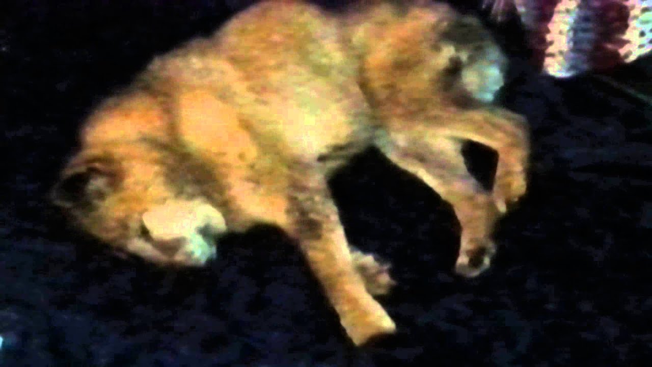 Xena running YouTube