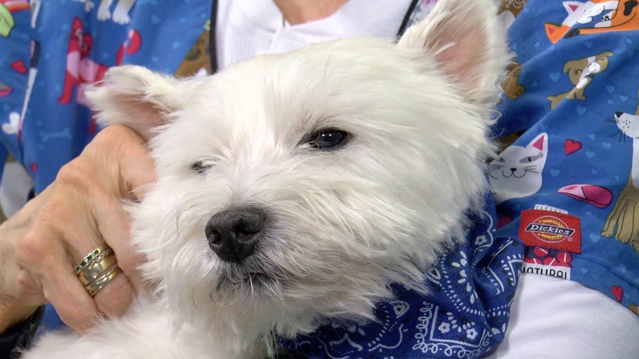 Paul Pepper Mar Doering, DVM, All Paws Medical and Behavioral Center