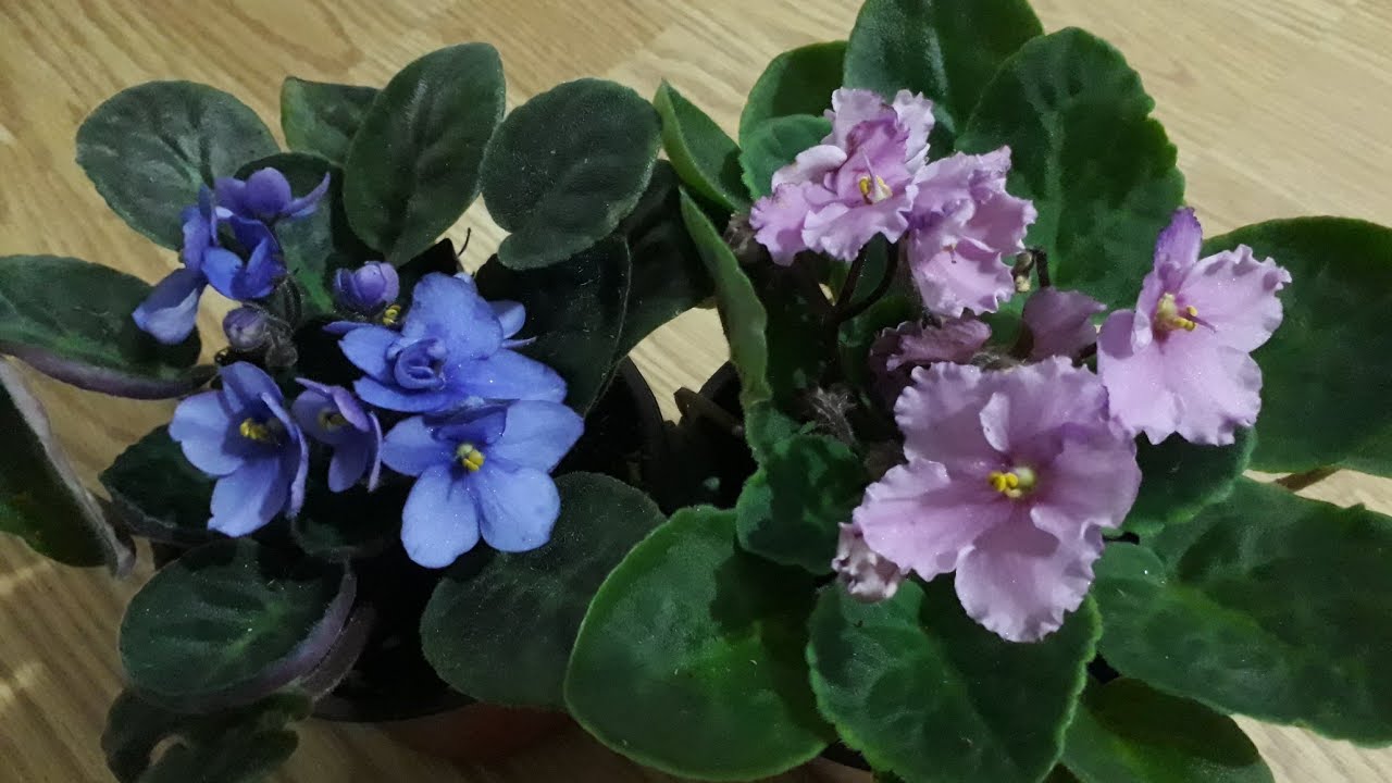 (2)🌺MENEKŞE ÜRETİMİ VE ÇOĞALTIM SÜRECİ🌺