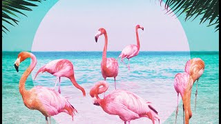 Download Lagu VIQ - Flamingo [Full EP] MP3