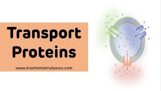 Transport Proteins Biochemistry || Plasma Proteins