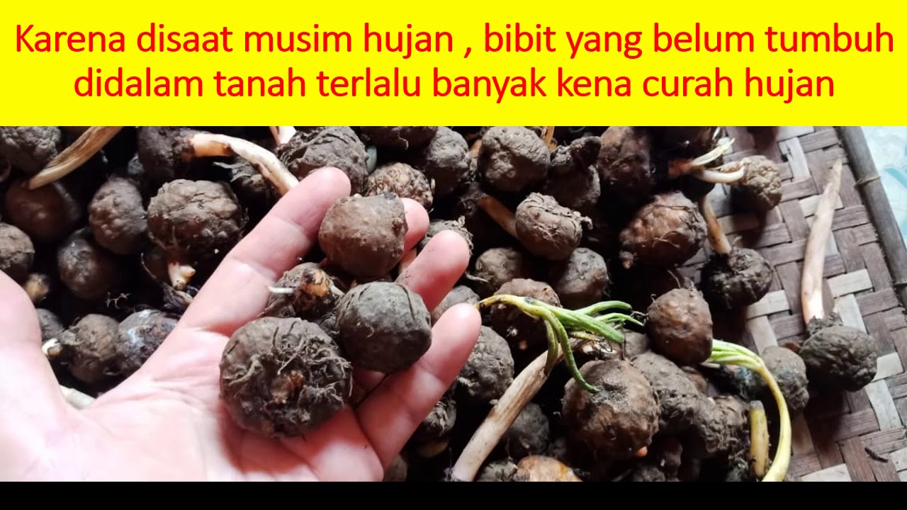 Cara Budidaya Porang,0822-8115-0149 