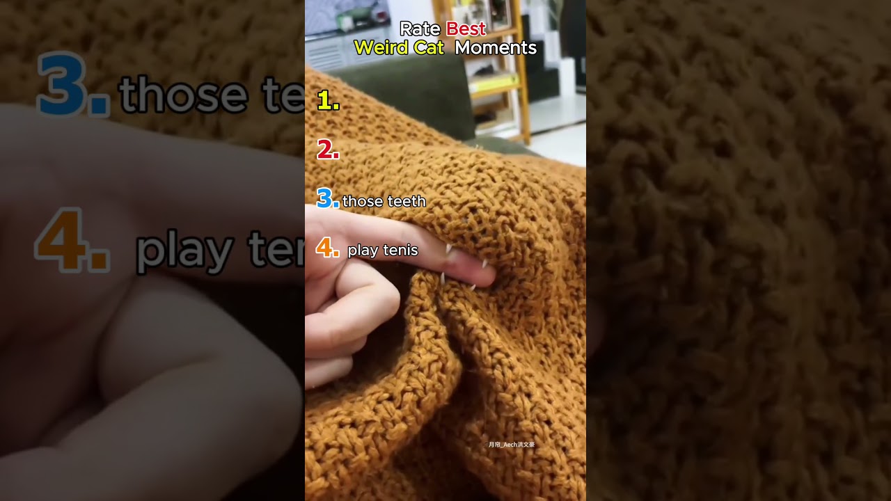 Rate the Weirdest Cat Moments 😂🐱  