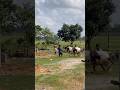 #cow #viral #bull #agro #dhaka #farm #cattle #qurbani2026 #viralshorts #shorts #goru #গরু